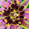 Purple salsify; Barba de cabra