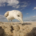 Ring-billed Gull