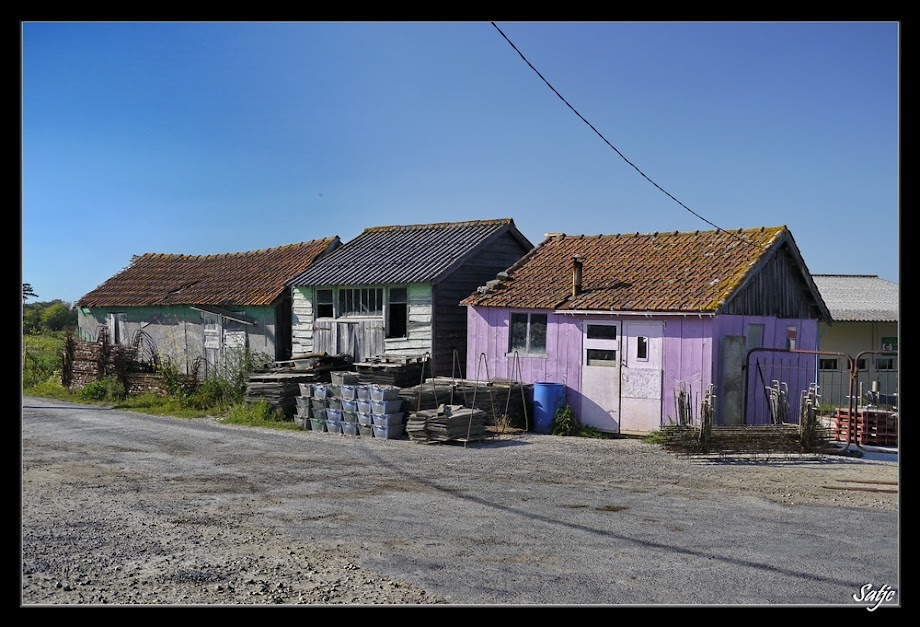 Sortie Photo à Oleron ; les photos - Page 7 _1010503