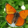 Large Copper (male)