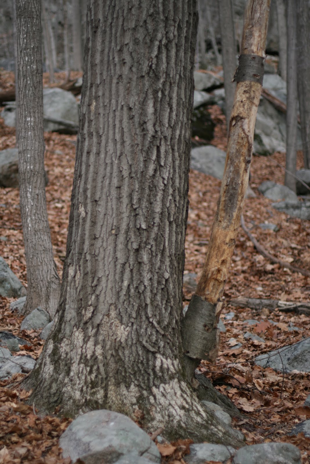 Photograph Slr Tree Identification Beech Tree