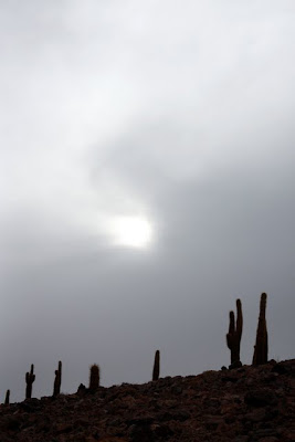 Cacti in the Atacama Desert on a hiking excursion in Chile
