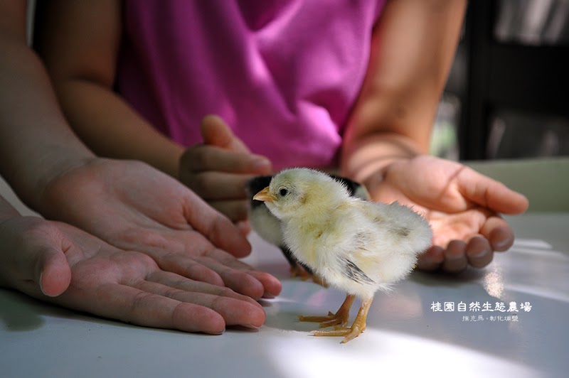 桂園自然生態農場