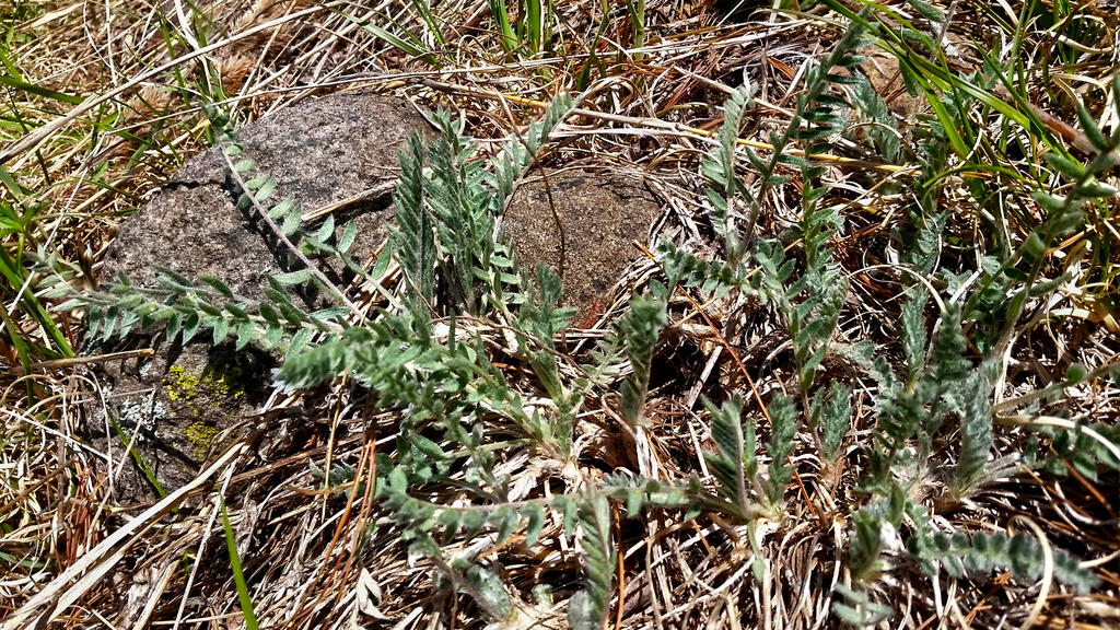 Fassett's Locoweed