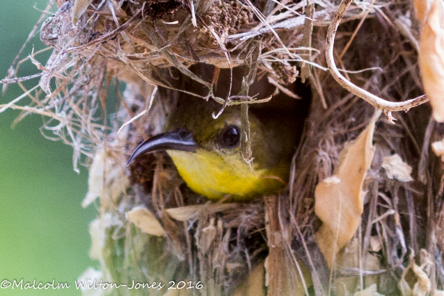 Olive-backed Sunbird