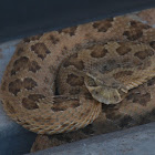 Western Diamondback Rattlesnake