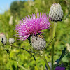 Swamp Thistle