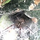 Funnel Weaver, Grass Spider