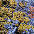 Goldspeck Lichen