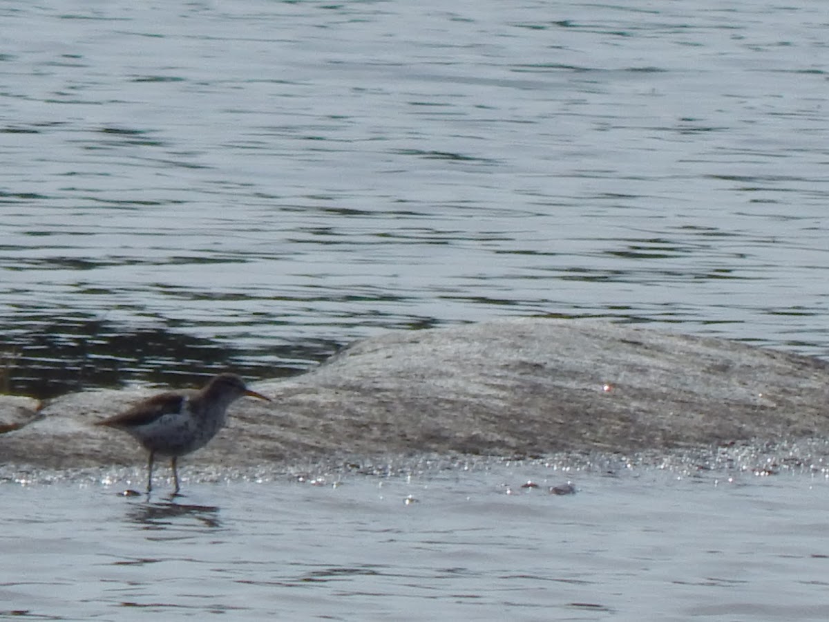 Spotted Sandpiper