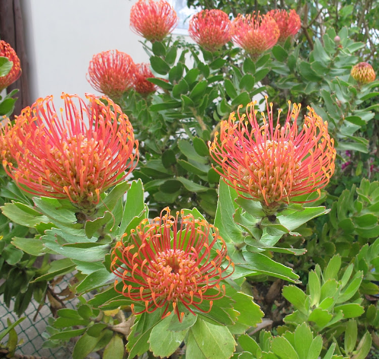 The Leucospermum produce yellow and orange flowers from September to October.