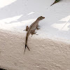 brown anole