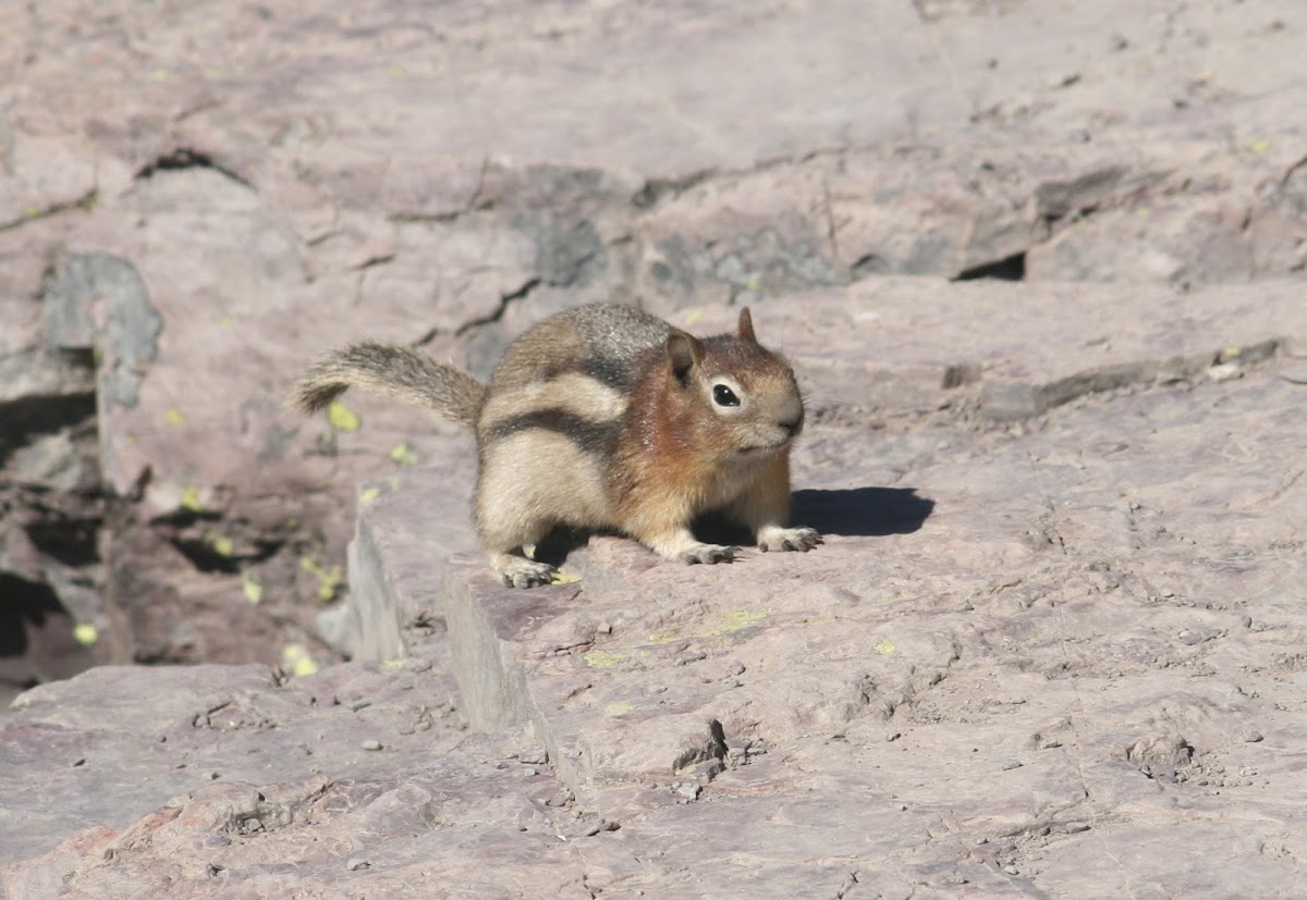 Golden-Mantled Ground Squirrel