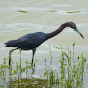 Little Blue Heron