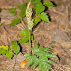 Dessicated Grape Fern