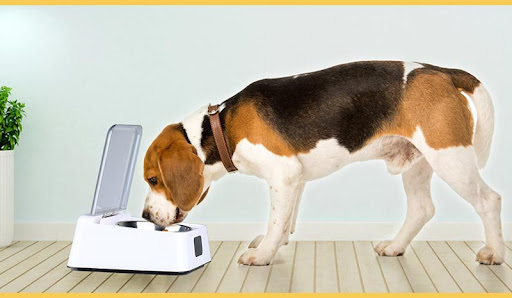 Title 1, Automatic Moisture-proof Smart Feeder Cat and D...