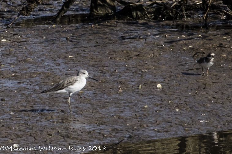 Wood Sandpiper