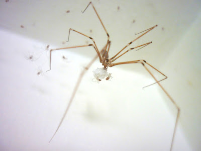 Spider snacks