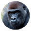 Gorilla HD Wallpapers New Tabs Animals Themes