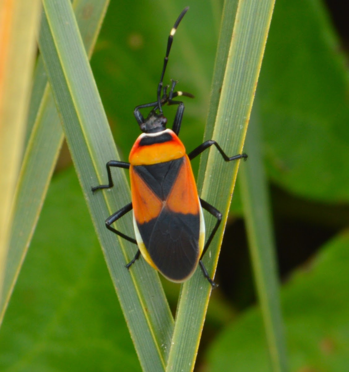 Harlequin Bug