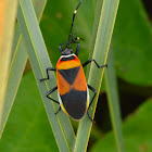 Harlequin Bug