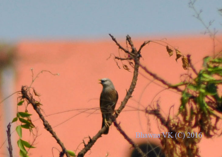 Chestnut-tailed starling