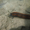 Conspicuous Sea Cucumbers