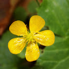 The creeping buttercup