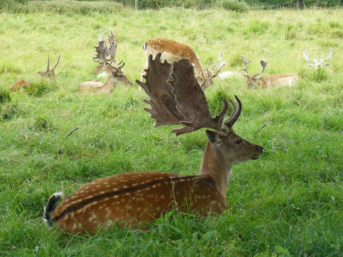 Fallow deer