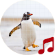 Download Penguin sounds ~ Sboard.pro For PC Windows and Mac 1.1.1