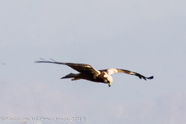 Marsh Harrier; Aguilucho Lagunero