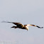 Marsh Harrier; Aguilucho Lagunero