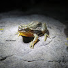 Western Chorus Frog