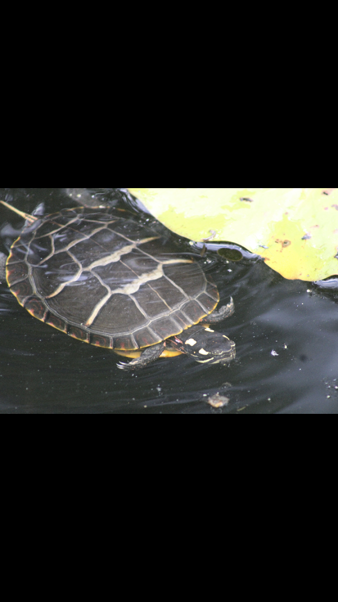 Eastern painted turtle