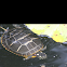 Eastern painted turtle