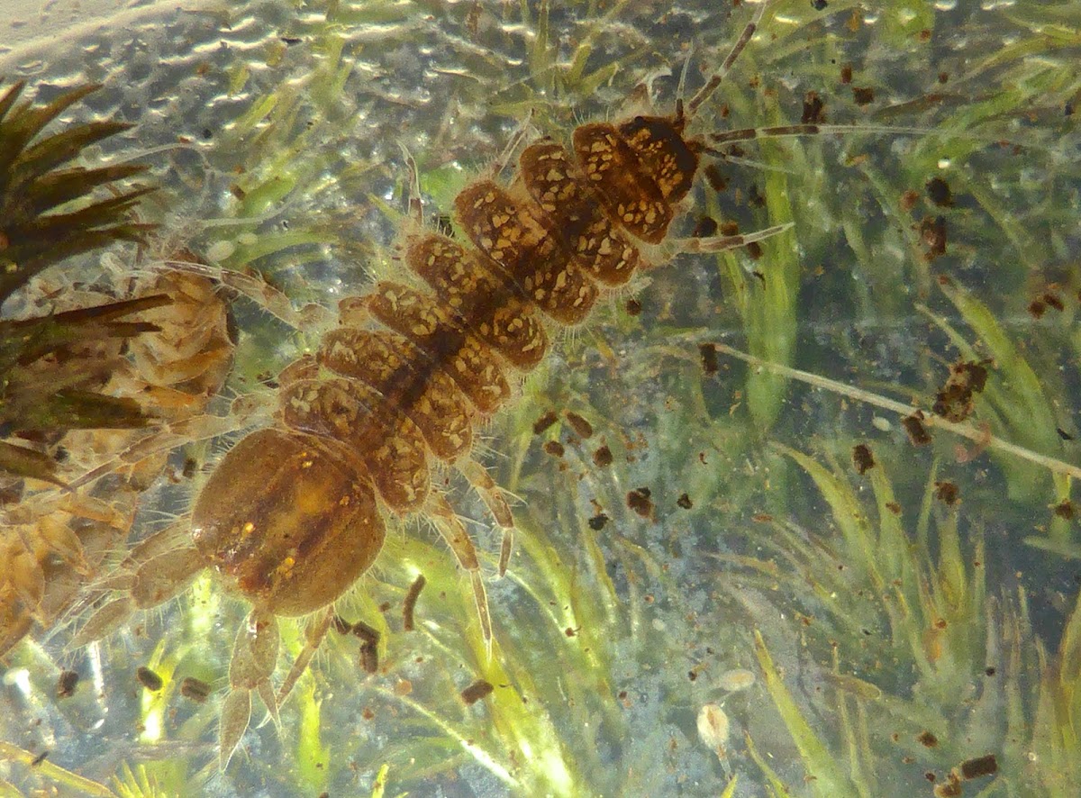 Freshwater Isopods