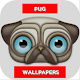 Download Pug puppies - Pug HD wallpapers for free - Puppies For PC Windows and Mac 1.0