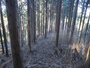 ここも笹枯れで道が明確