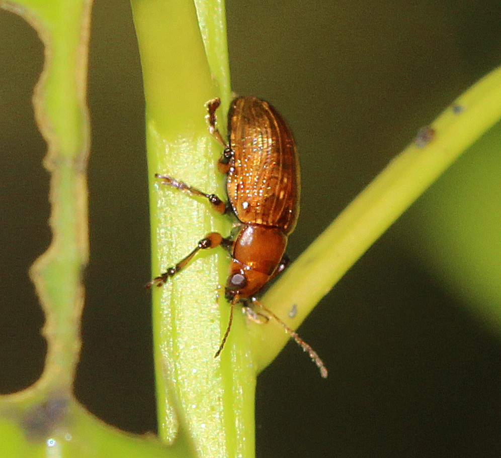 Leaf Beetle