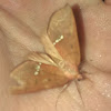 Large Necklace Moth