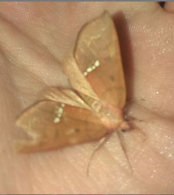 Large Necklace Moth