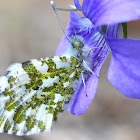 Orange tip; Musgosa