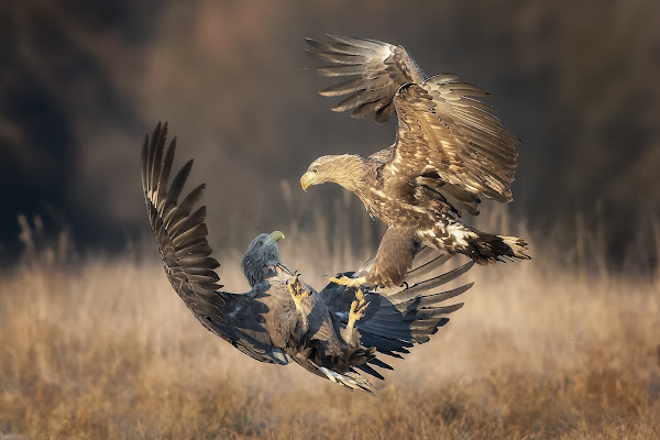 Combat in fly di Mauro Rossi