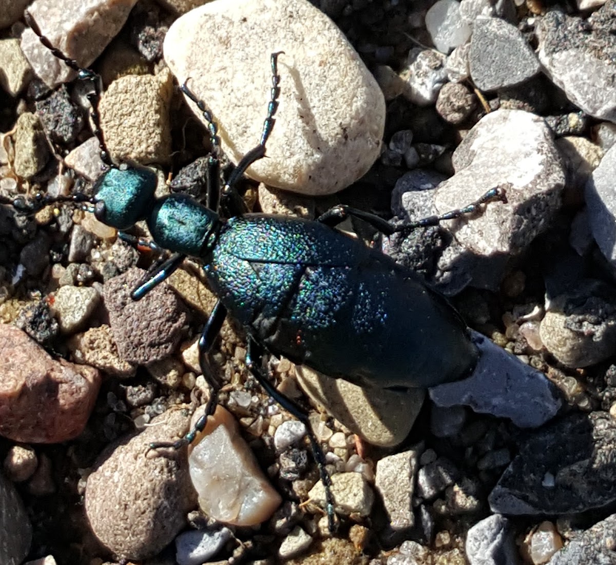 Oil Beetle