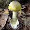 Death cap