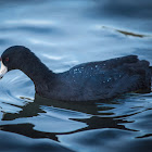 American Coot