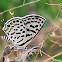 Butler's Spotted Pierrot