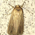 Adjutant Wainscot Moth