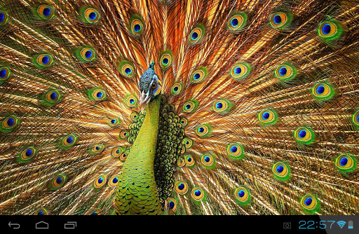 Lovely Peacock Live Wallpaper