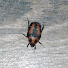 Indian Flower Chafer Beetle